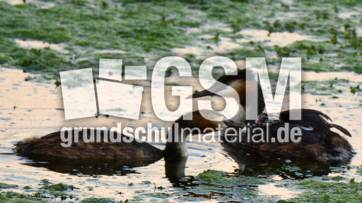 Haubentaucher (5).jpg